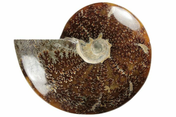 Polished Ammonite Fossil - Madagascar #191510